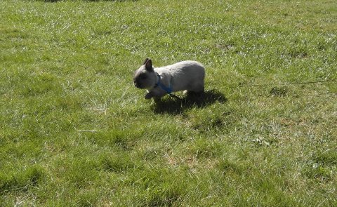 alex løber på græsset