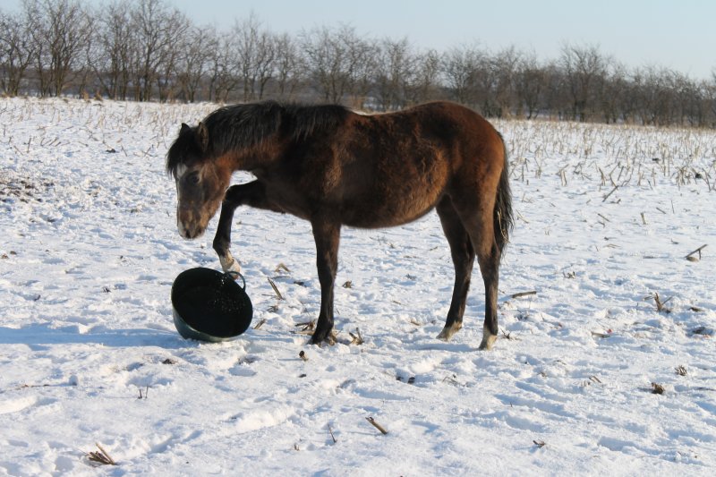 Nuller har fundet en spand ... 