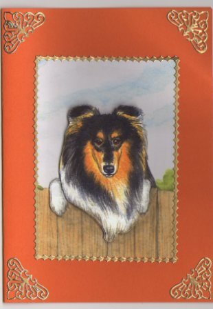 Collie