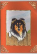 Collie