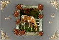 Plettet hest
