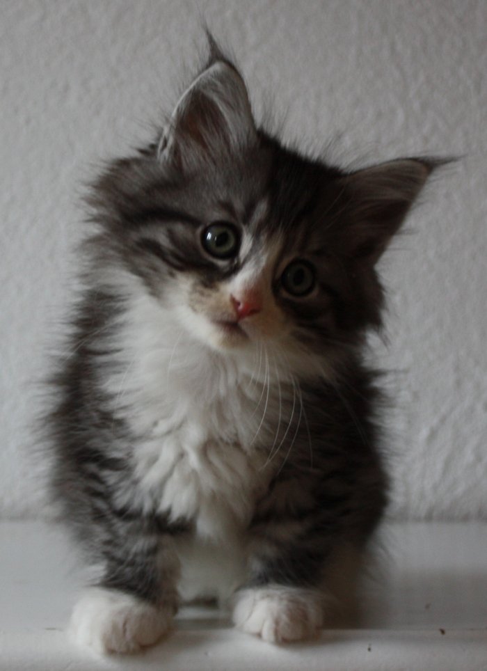 Kat til salg sibirisk Sibirsk katt