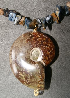 Nautilus