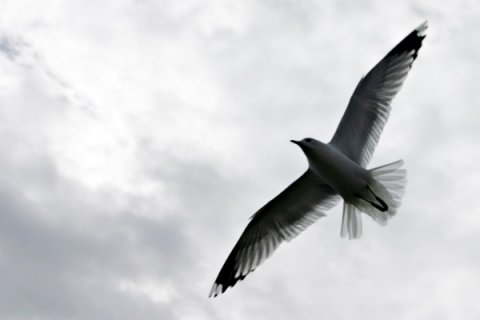 foto Gudmundsson stockvaultnet