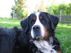 Baloo