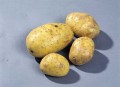 Odenberg Titan Potato