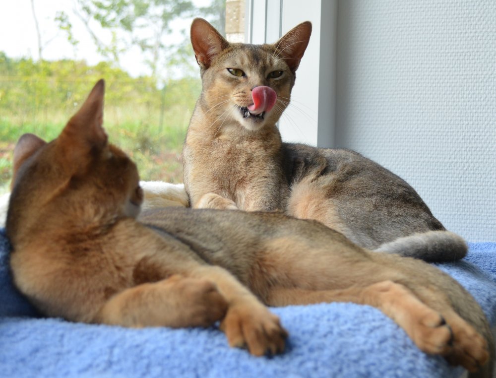 Kan Katte Savne Sin Ejer