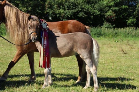 PS Steal The Moment første hingste føl efter vores avls hingst Splendors steal The show / Silver