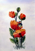 Valmuer