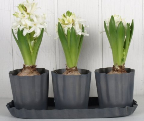3 blumen topf m. teller, 27x9 cm