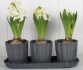 3 blumen topf m. teller, 27x9 cm