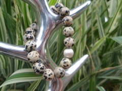 Dalmatian color