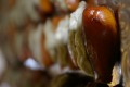 Dadler fyldt med gorgonzola creme
