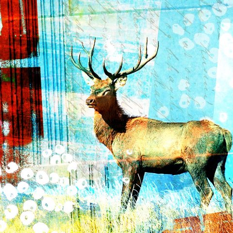 My proud deer