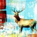 My proud deer