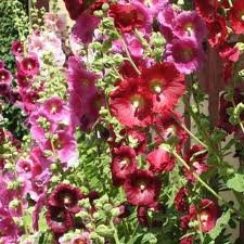 Storckrose, mixed vilde danske