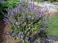 Salvie, garten
