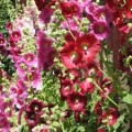 Storckrose, mixed vilde danske