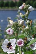 Lge- stockrose