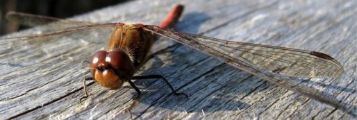 Canon Ixus 870 macro
