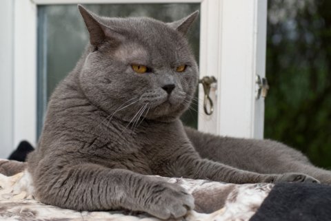 Odin 2011