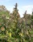 Garden Gangstar - Outdoor Mix 40stk