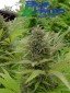 Blue Hemp - NLB - 10 Fr
