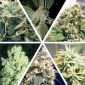 Ceres Seeds - Ceres Mix 15frø