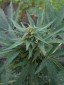 Nordsjllandsk Sativa-Pot - 50 fr per pakke.