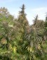 Garden Gangstar - Outdoor Mix 40stk