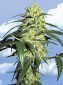 Dutch Delight Female 5 fr