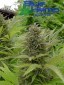 Blue Hemp - NLB - 10 Fr
