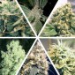Ceres Seeds - Ceres Mix 15fr