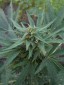Nordsjllandsk Sativa-Pot - 50 fr per pakke.