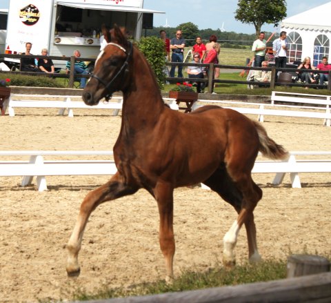 Brandtbjergs Orlando