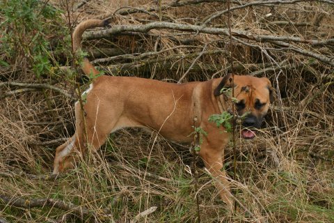 Rathmanns Moya 8 months
