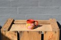 Small jar for cream with cat