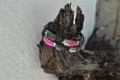 Handmade leatherbracelet in pink colours