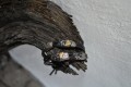 Handmade heavy leatherbracelet in silver, gold and black colours