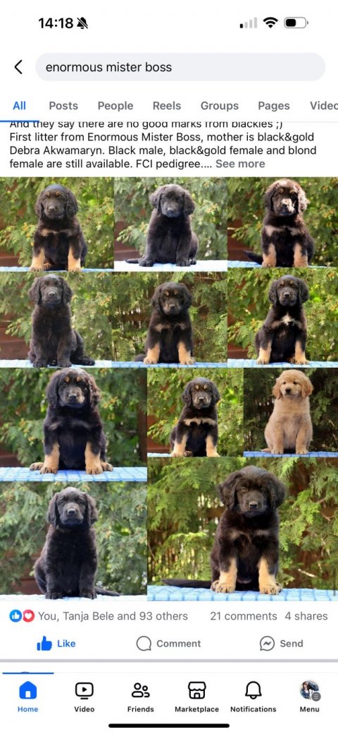 MIster Boss kuld 2