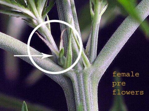 vegetabile fase