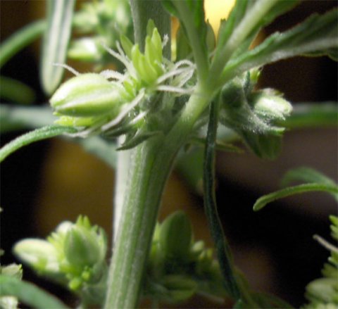 vegetabile vegetabile fase