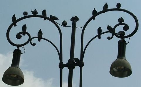 Fugle på gadelamperne - de er skam levende