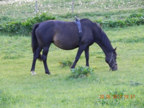 Hest med monteret folealarm