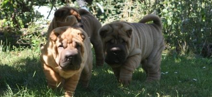 3 sm Shar pei i haven i brndby