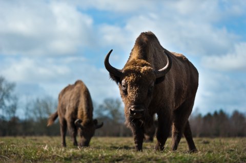 Den europæiske bison er ikke kendt for at være kræsen. Den fortærer alt alle typer af græs på dens vej. 