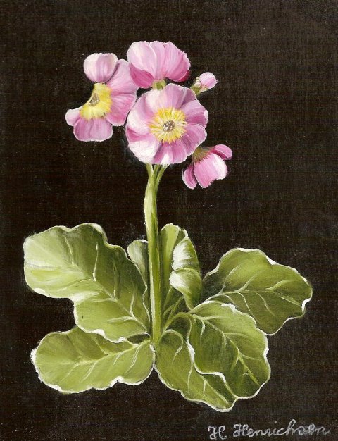 Primula, lillarosa