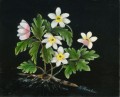 Anemone med rod
