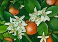 Appelsiner
