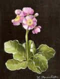 Primula, lillarosa